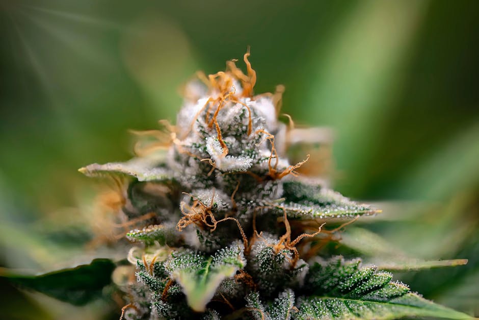 Why Does THC Hit Differently on an Empty Stomach?
