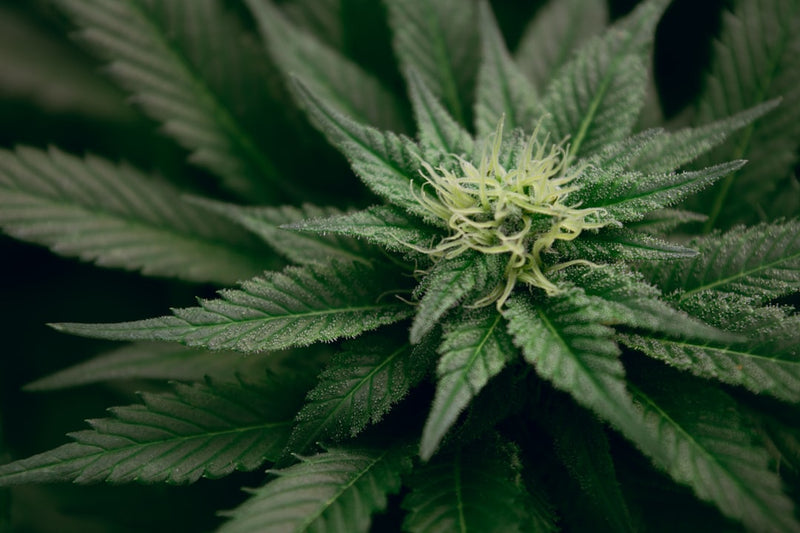 Set and Setting Cannabis: Why Mindset and Environment Matter