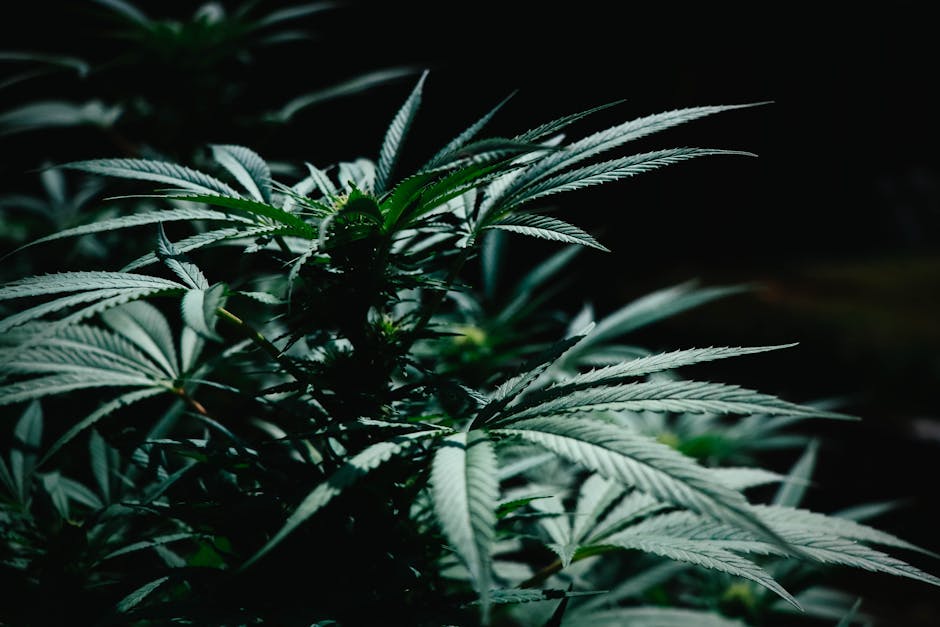 How Long Does a High Last? Weed High Duration by Method