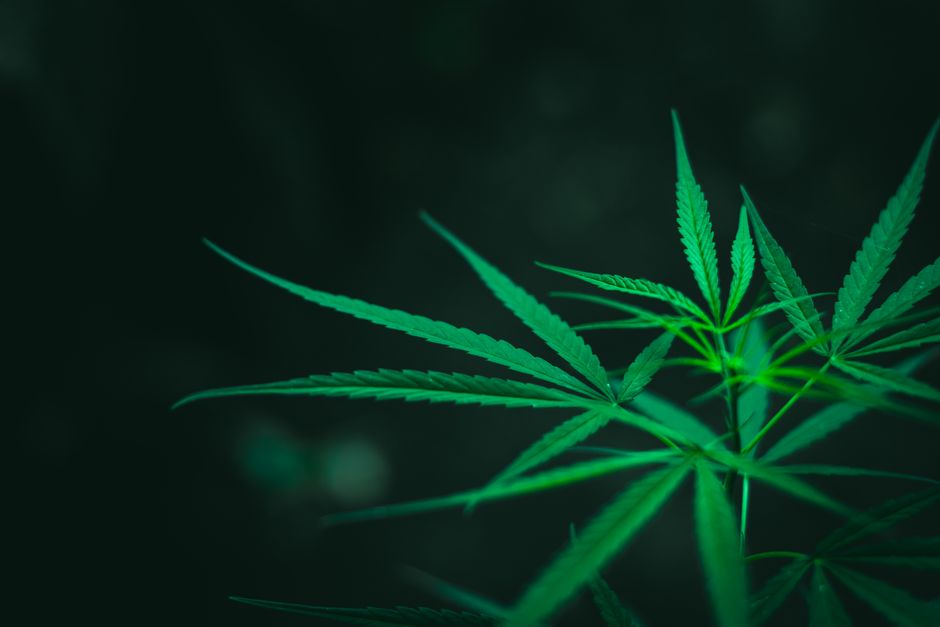 Are Concentrates Too Strong? Why You Feel Worn Out