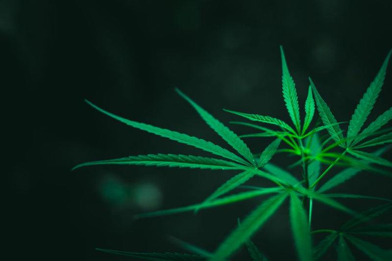 Are Concentrates Too Strong? Why You Feel Worn Out