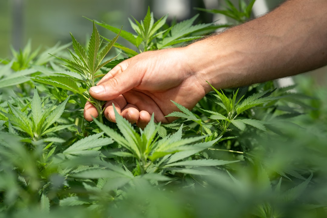 Set Up the Ultimate Cannabis Session Space at Home