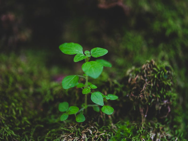Greening Out Explained: Meaning, Symptoms & Smart Prevention